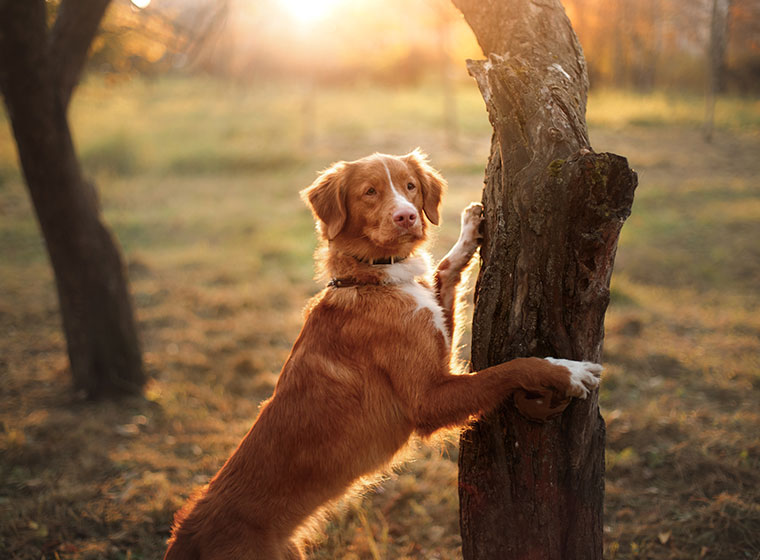 Der Nova Scotia Duck Tolling Retriever ist ein Jagdhund. Seine Spezialität ist das Apportieren aus dem Wasser. Lese hier mehr über die Rasse.