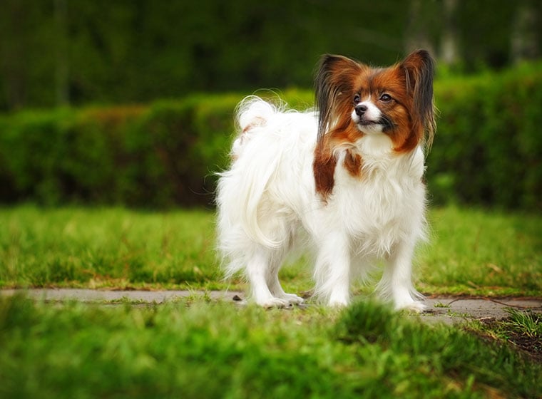 Der Papillon Hund im | ZooRoyal Magazin