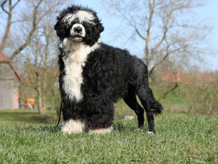 Portugiesischer Wasserhund