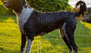 Portugiesischer Wasserhund