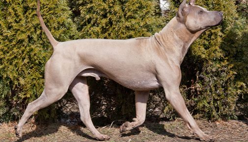 Thai Ridgeback