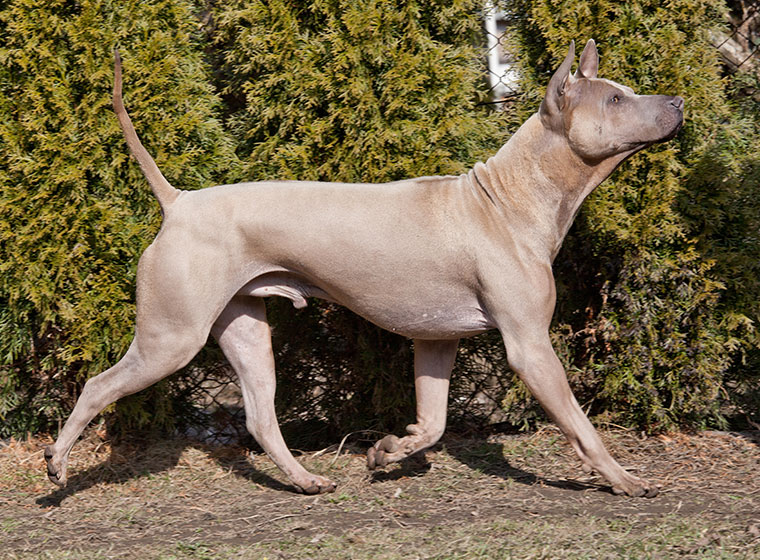 asian ridgeback