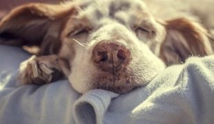 Erkältung beim Hund