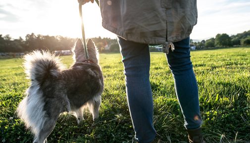 Hund beim Spaziergang auslasten