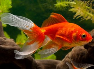 Goldfisch Pflege, Haltung & Lebensraum Steckbrief