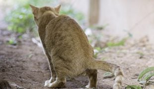 Harnwegserkrankungen Katze