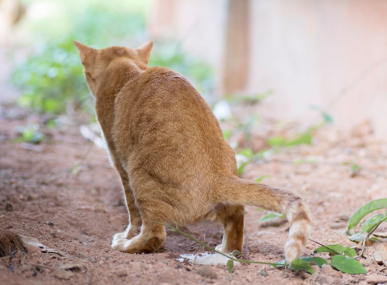 Katze Pullert Wenig