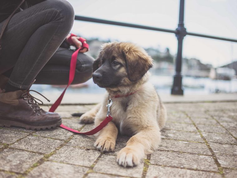 Hund beim Spaziergang auslasten