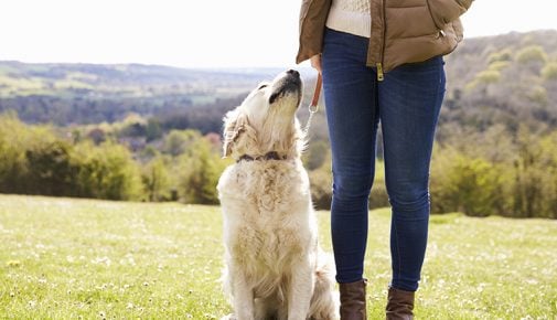 Hundetraining