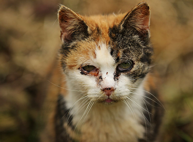 Auge Bei Katze Verklebt