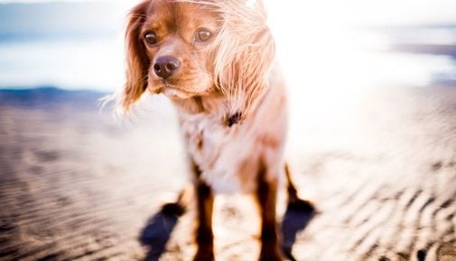 Reisekrankheiten beim Hund