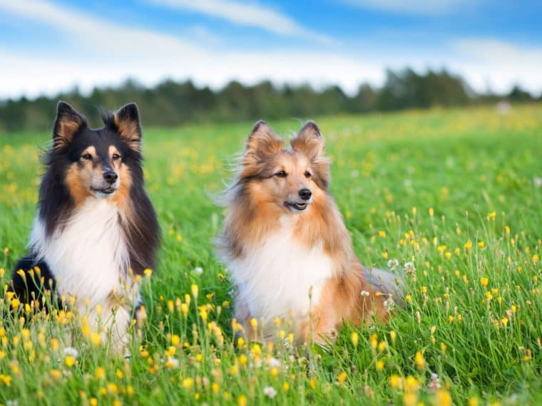 Shetland Sheepdog