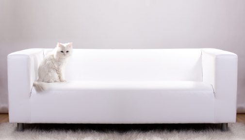 Stilvoll wohnen mit Katze: moderne Katzenmöbel
