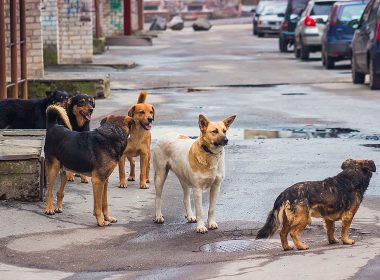 Straßenhunde