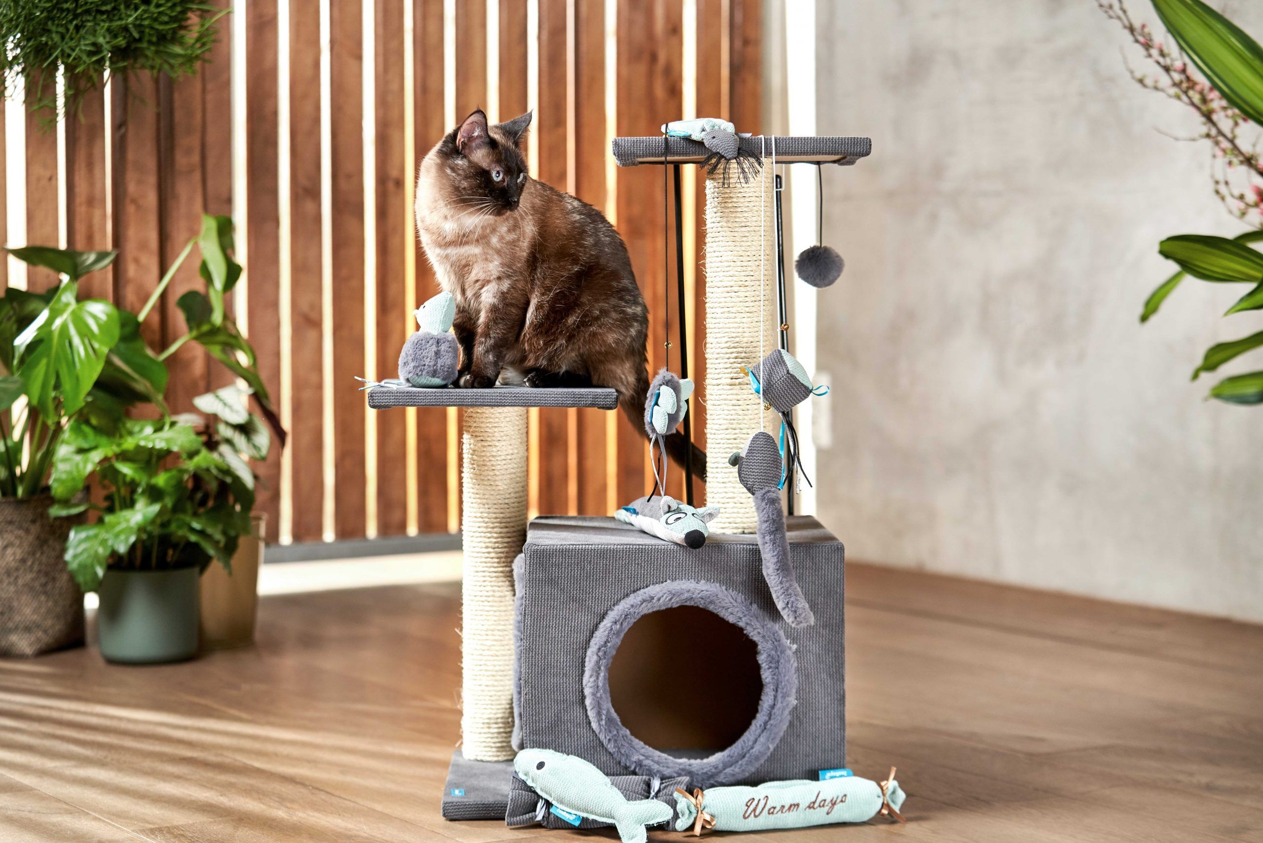 Die Katze zum Spielen animieren: Die 7 besten Tipps und Tricks
