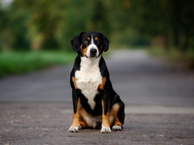 Entlebucher Sennenhund