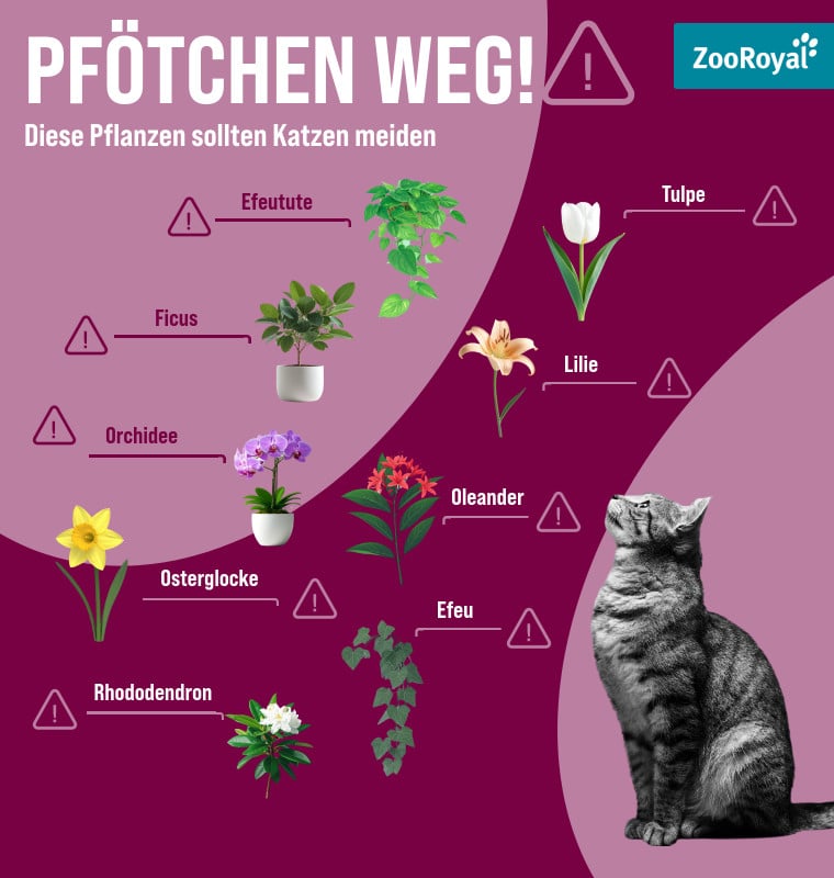 Giftige Pflanzen für Katzen