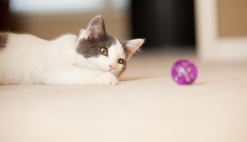 Katze zum Spielen animieren: Tipps & Tricks