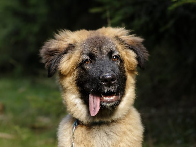 Wetterfester Aufkleber Kaukasischer Schäferhund 15 oder 70cm Hunde Dogs 