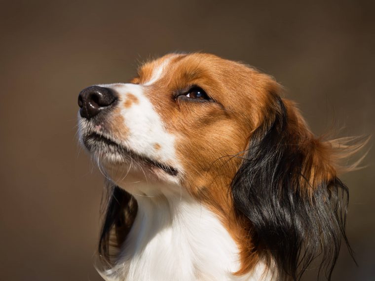 Kooikerhondje