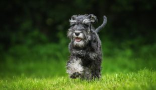 Schnauzer