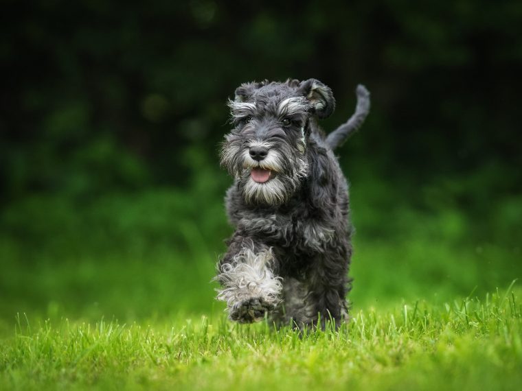 Schnauzer