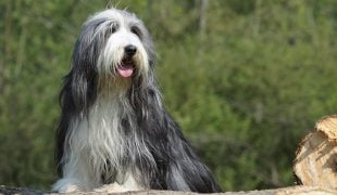 Bearded Collie