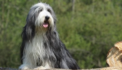 Bearded Collie