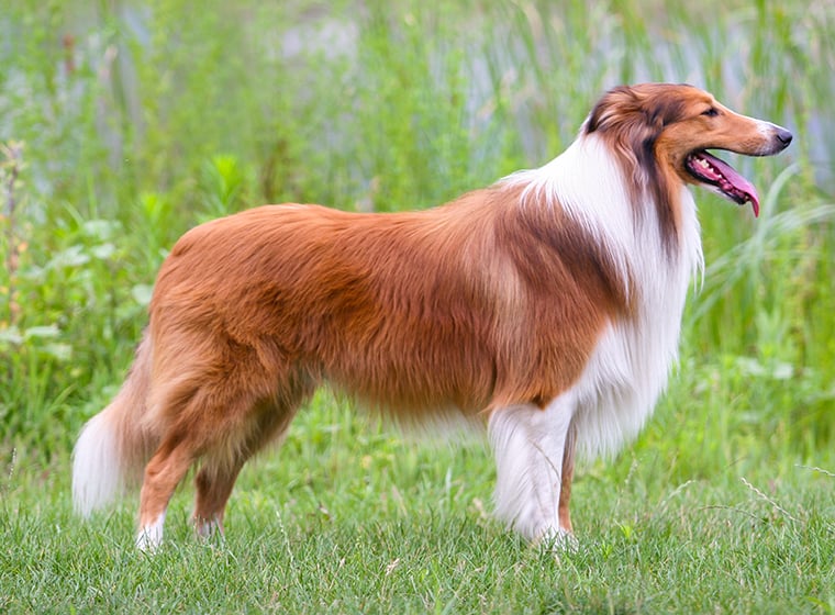 Collie Im Rasseportrait Schaferhund Fur Familien Zooroyal Magazin