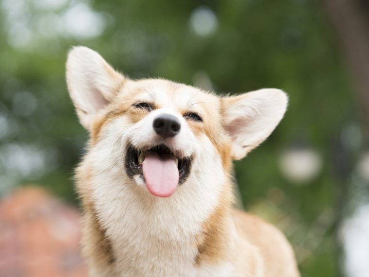 corgi