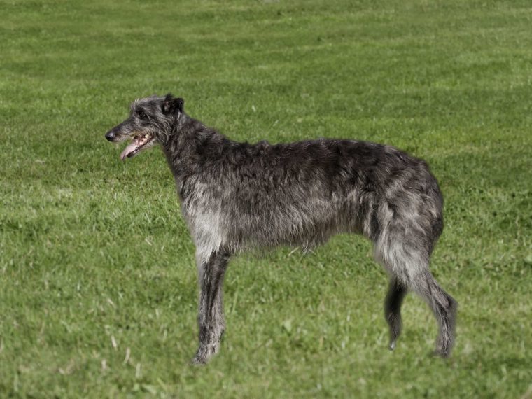 Deerhound