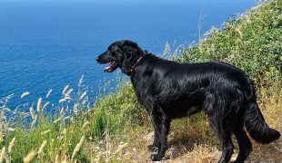 Flat Coated Retriever