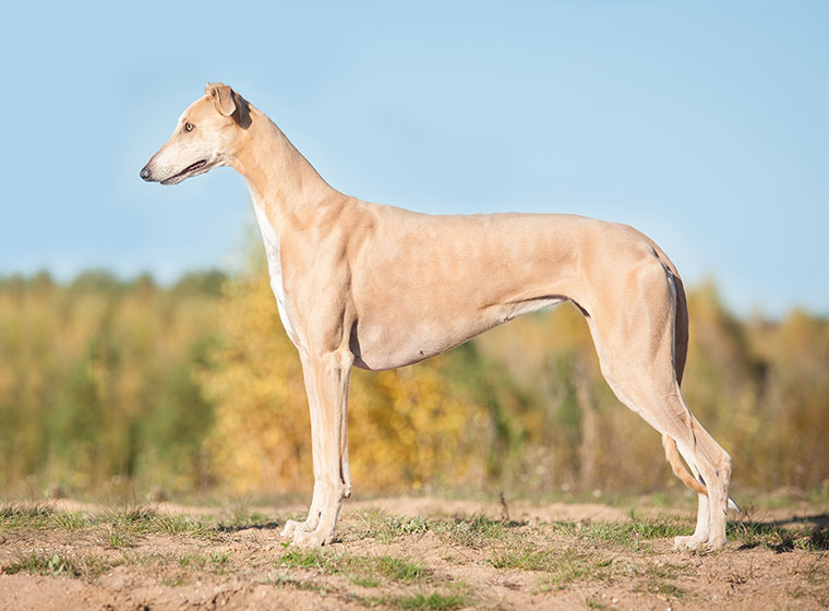 Der Greyhound Rasseportrait |