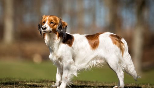 Kooikerhondje