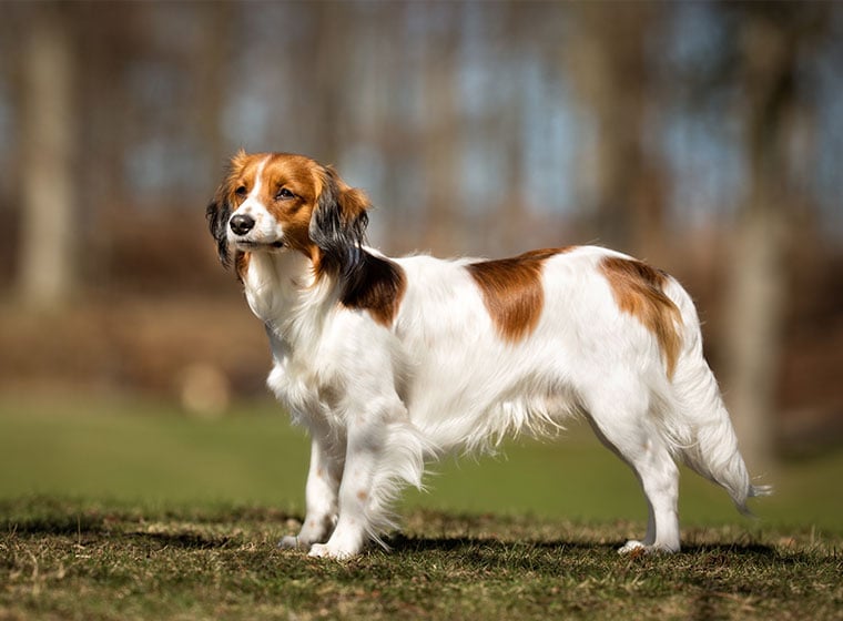 Kooikerhondje Im Rasseportrait Zooroyal Magazin