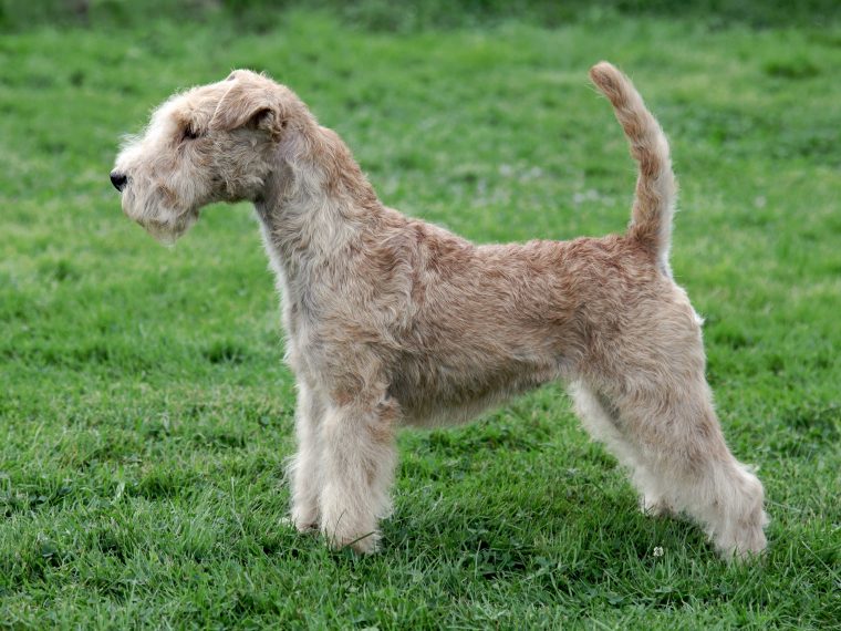 Lakeland Terrier