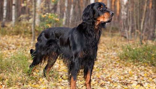 Gordon Setter