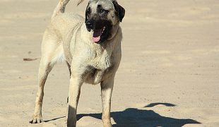 Kangal: Anatolischer Hirtenhund