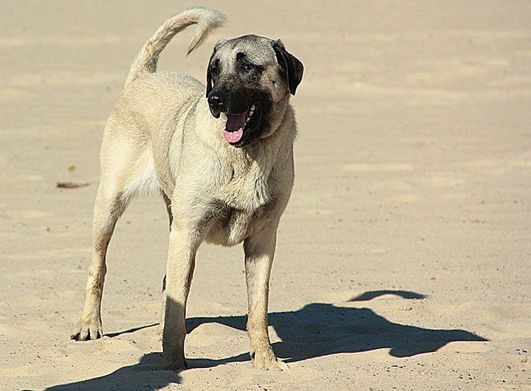 Kangal: Anatolischer Hirtenhund