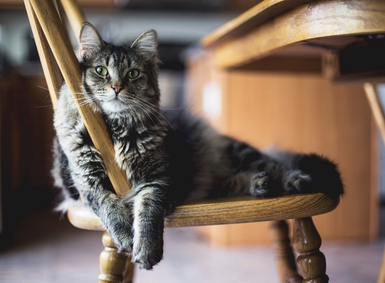 Katze Hat Durchfall Und Schläft Viel