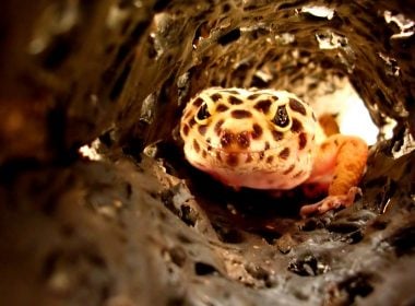 Leopardgeckos: Artgerechte Haltung