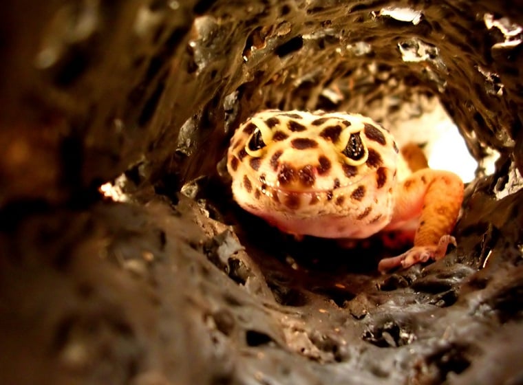 Leopardgecko: Artgerechte Haltung