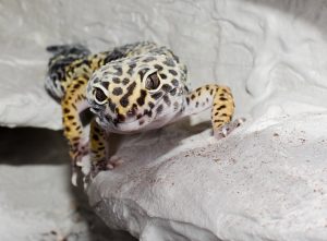 Leopardgecko Weibchen