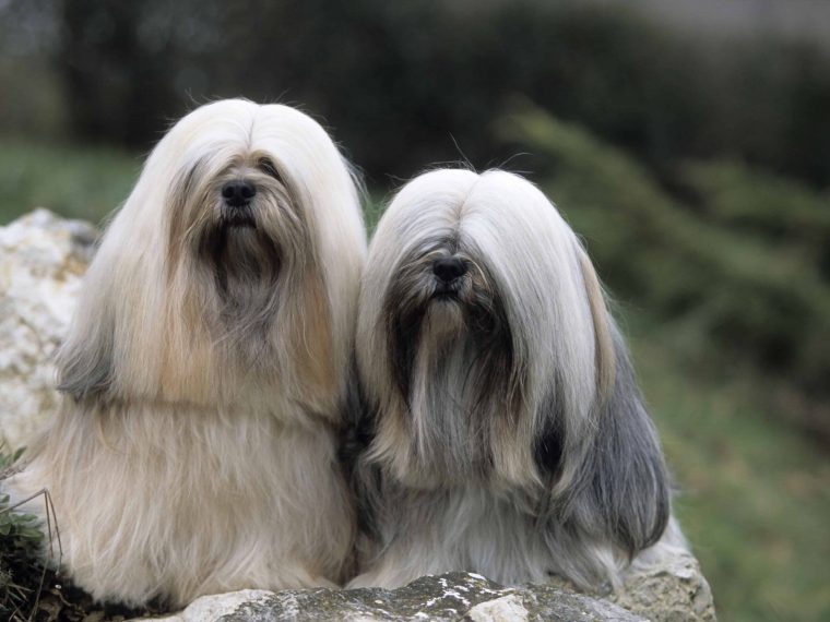 Lhasa Apso - Charakter, & Erziehung | Steckbrief