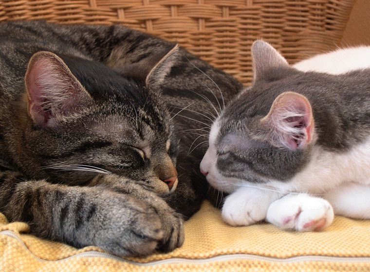 Katze Oder Kater Was Passt Besser Tierisch Wohnen