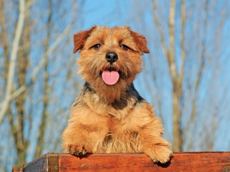 Norfolk Terrier