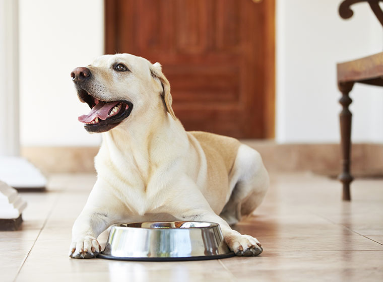 Futternapf Für Den Hund Achtung Giftig Zooroyal Magazin