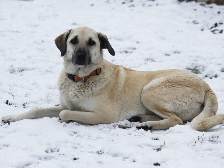 kangal