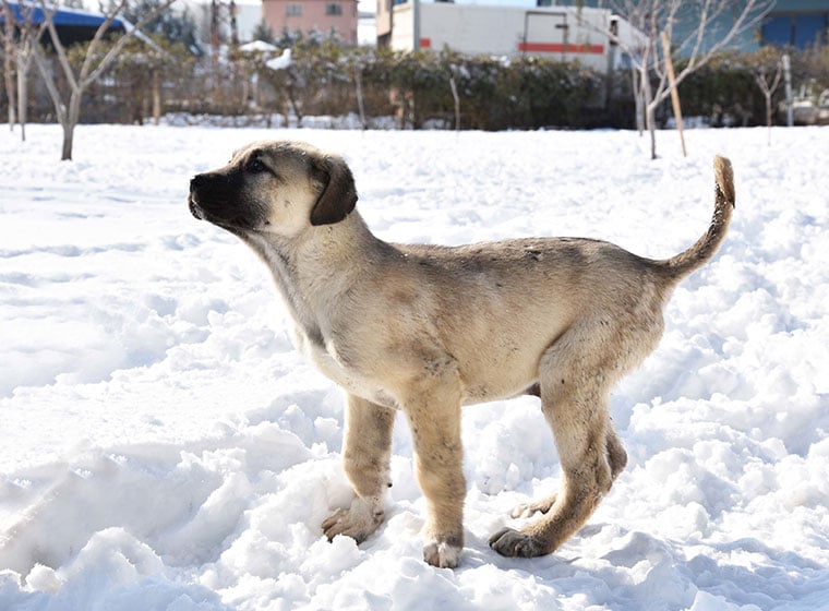 Kangal Welpe