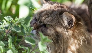 Katzenminze: So wirkt Catnip auf Katzen